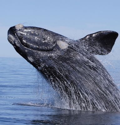 Top Hermanus Hotels